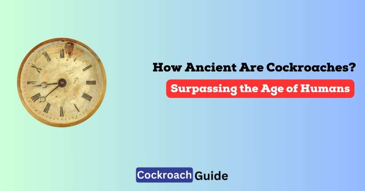 How Ancient Are Cockroaches? Surpassing the Age of Humans!